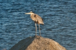 Marine birds