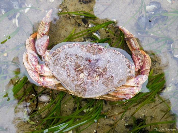 Cancer irroratus - rock crab Cancer irroratus - rock crab