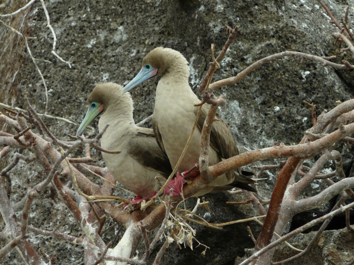 Red-footed booby