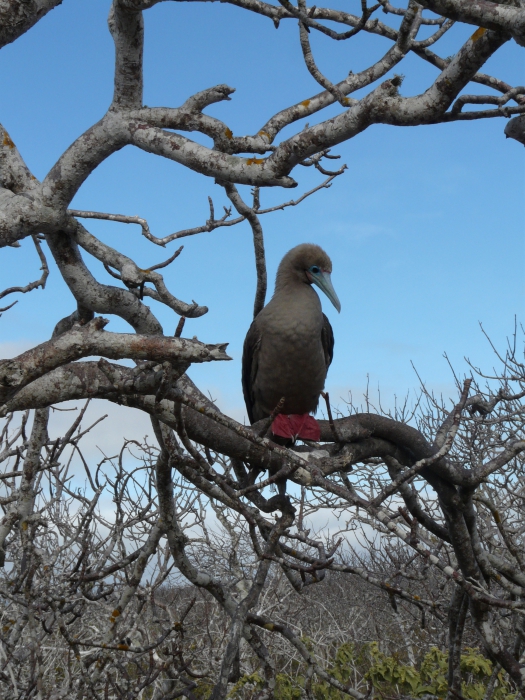 Red-footed booby