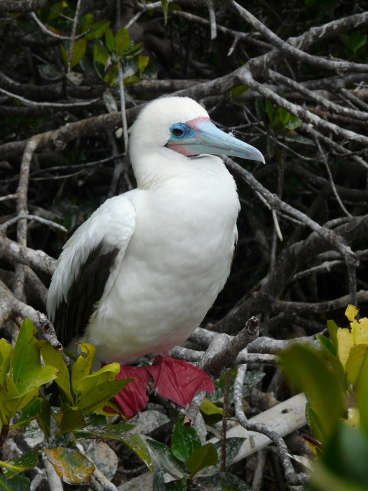 Red-footed booby