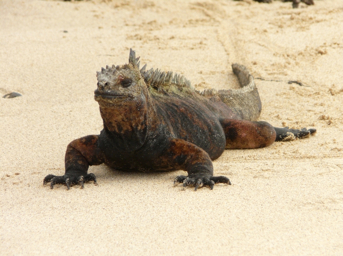 Marine iguana Marine iguana