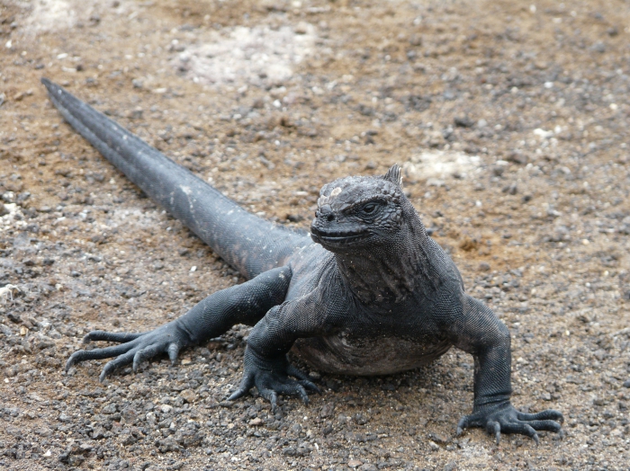Marine iguana Marine iguana