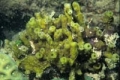 Porifera (sponges)