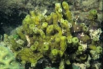 Specimen photographed at Darwin Harbour