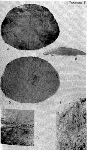 Eoscutella (Tigilella) kamtschatica Shmidt, 1975