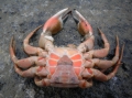 Crustacea (crustaceans)