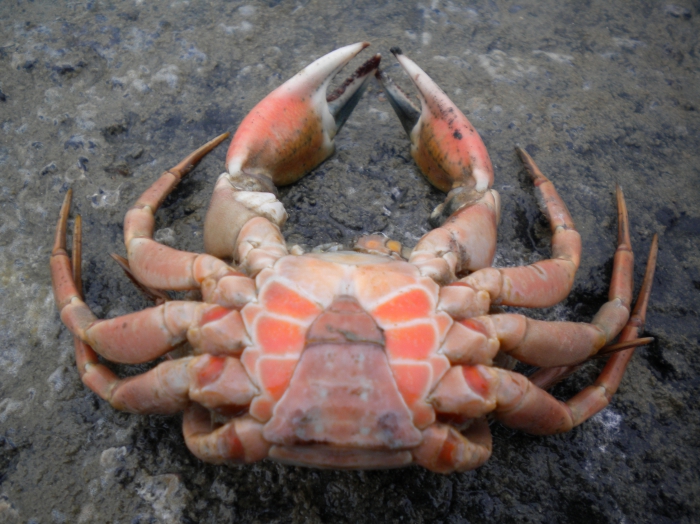 strandkrab