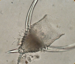 Nassellaria (Pterocanium auritum Nigrini and Caulet 1992)
