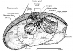 Antrechinus mortenseni