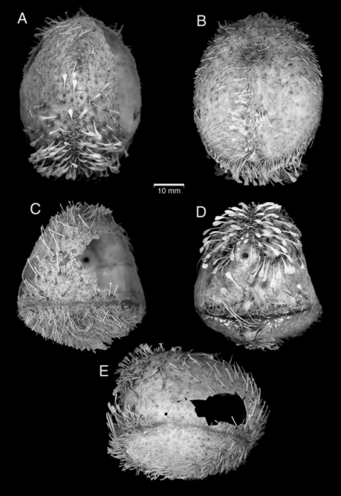 Calymne relicta Calymne relicta