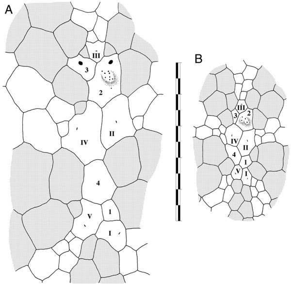 Calymne relicta