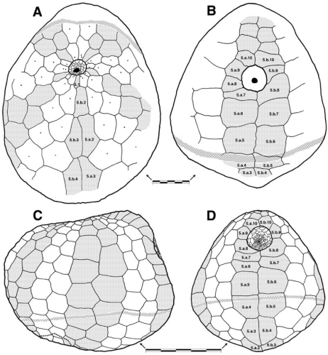 Calymne relicta