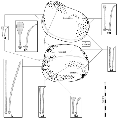 Calymne relicta