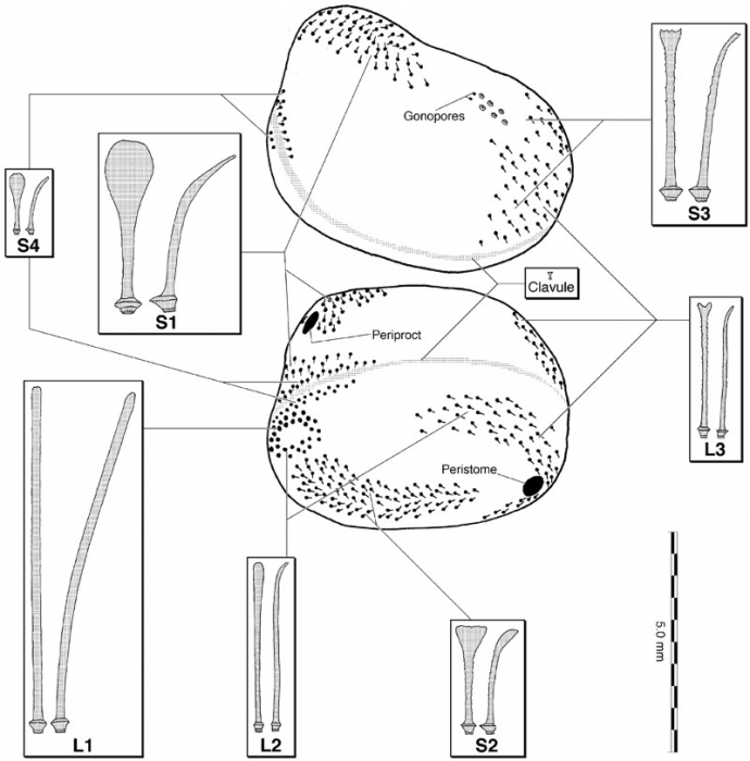 Calymne relicta Calymne relicta