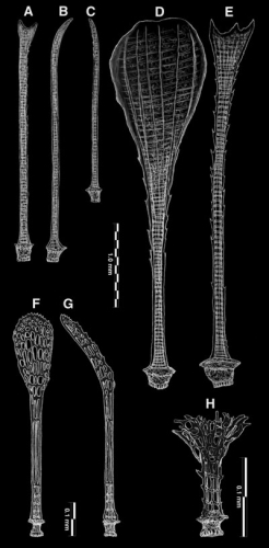 Calymne relicta (spines)