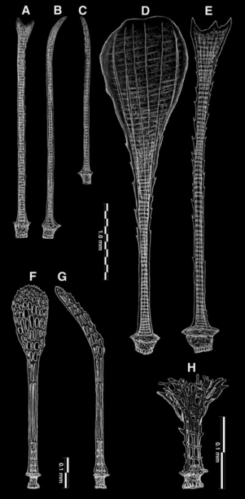 Calymne relicta (spines) Calymne relicta (spines)
