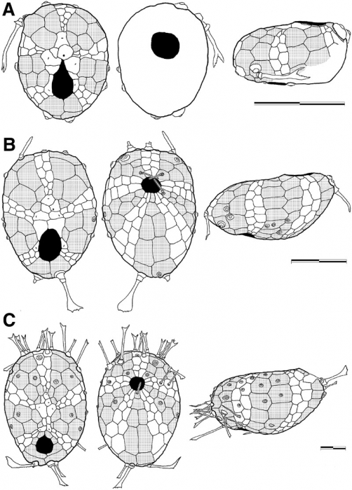 Calymne relicta