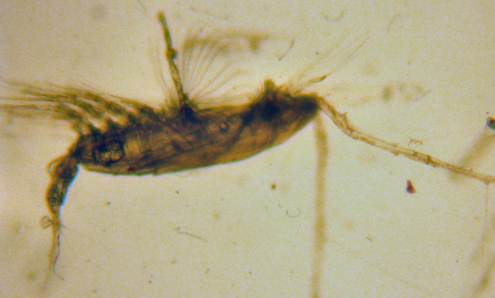 Acartia (Acartia) danae Acartia (Acartia) danae