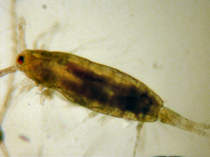 Acartia (Acartiura) longiremis Acartia (Acartiura) longiremis