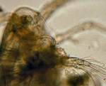 Copepoda