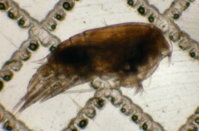 Aetideus bradyi