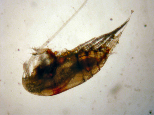 Aetideus divergens