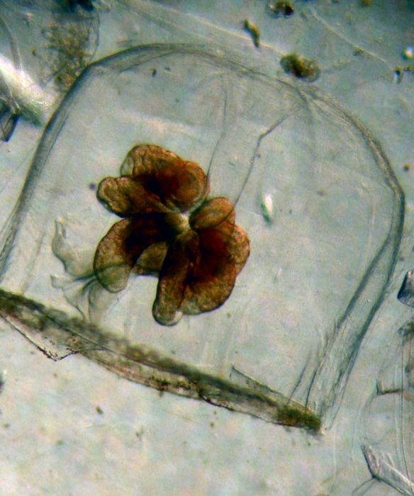 Aglaura hemistoma, NE Pacific