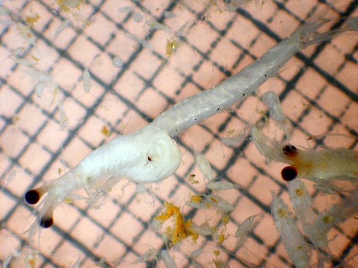 Alienacanthomysis macropsis