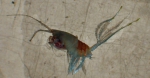 Arietellus plumifer