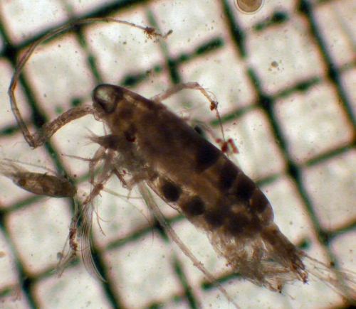 Augaptilus glacialis