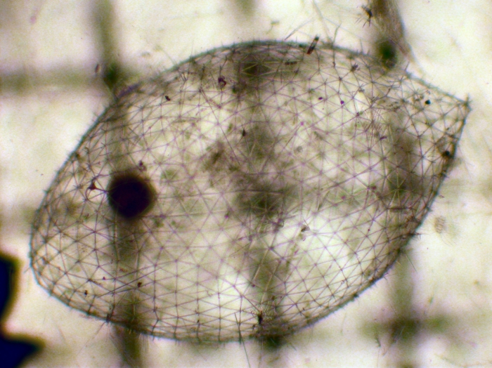 Phaeodarea Phaeodarea
