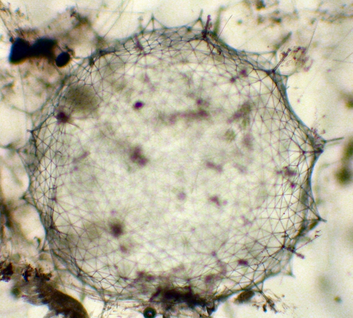 Phaeodarea Phaeodarea