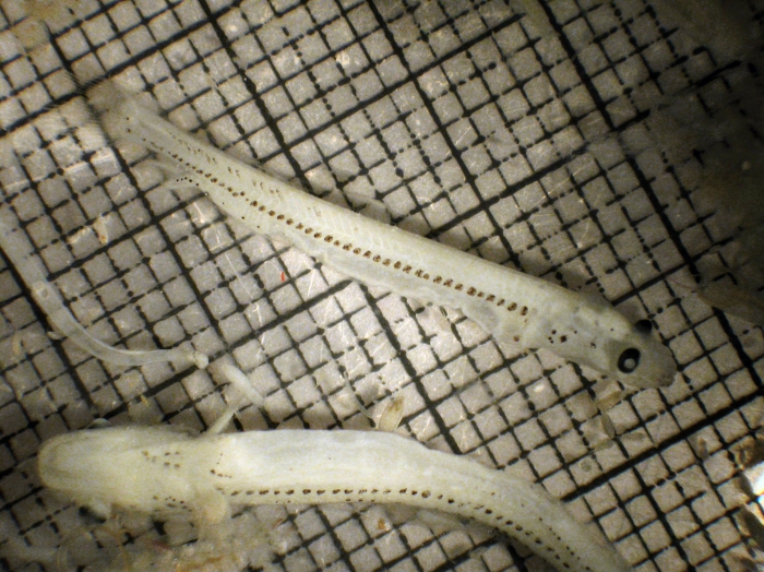 Bathylagus ochotensis