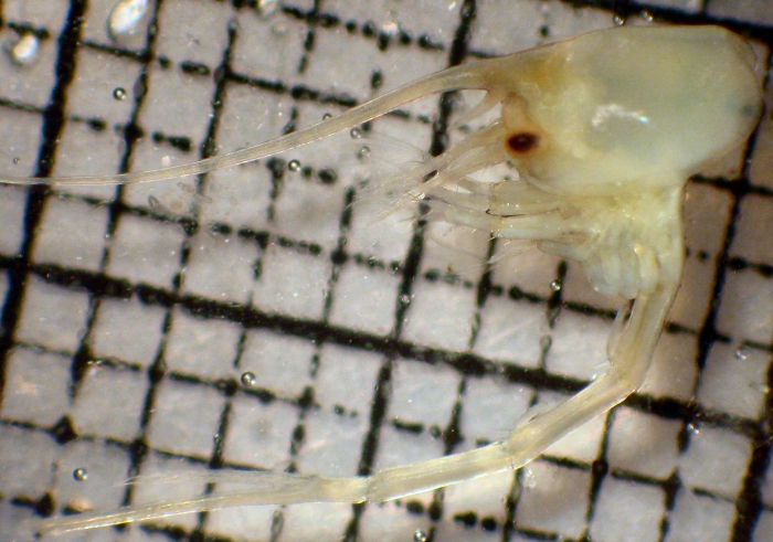 Blepharipoda occidentalis Blepharipoda occidentalis
