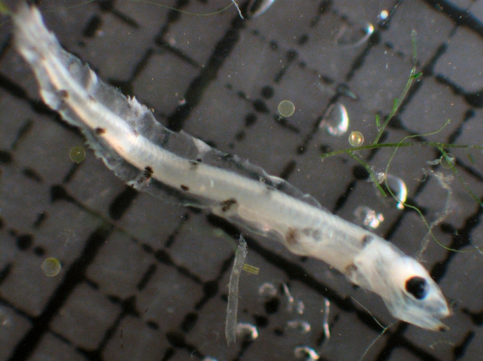 Brosmophycis marginata