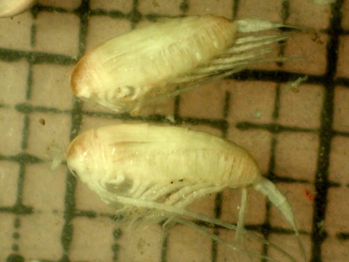 Calanus glacialis