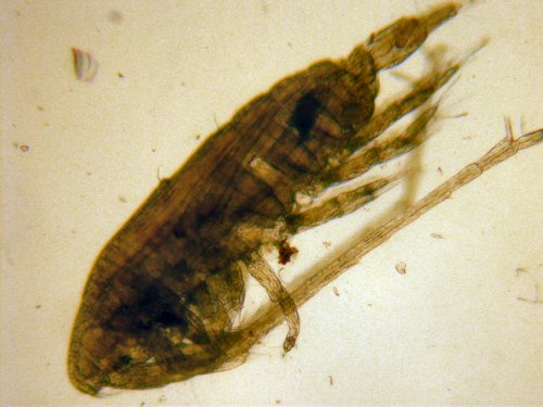 Calanus marshallae