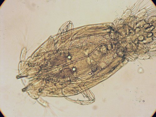 Caligus clemensi