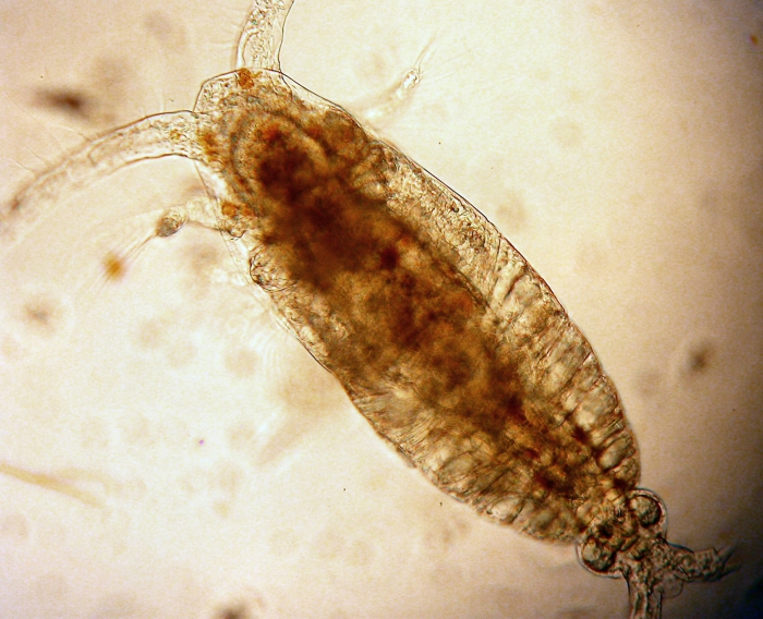 Calocalanus styliremis