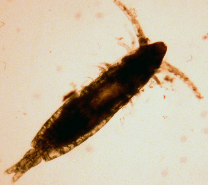 Calocalanus tenuis Calocalanus tenuis