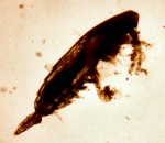 Calocalanus tenuis