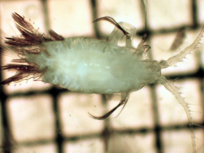 Candacia bipinnata Candacia bipinnata