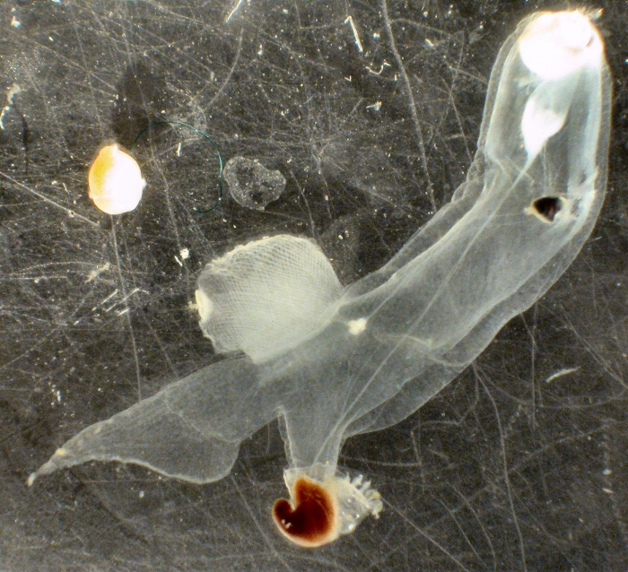 Carinaria Carinaria