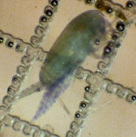 Copepoda