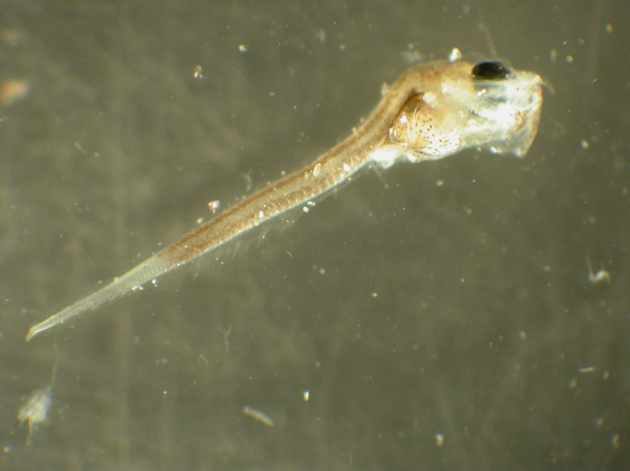 Macrouridae Macrouridae