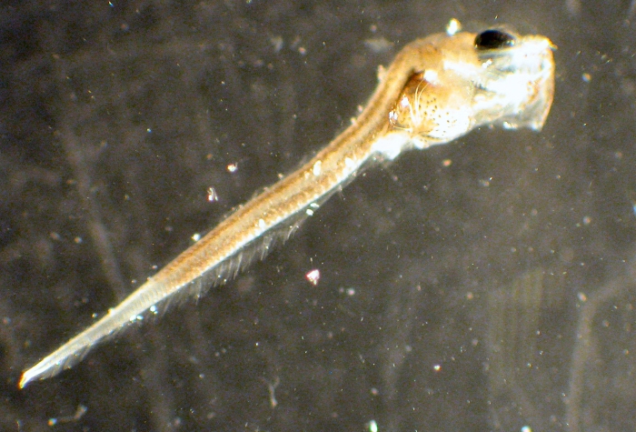 Macrouridae Macrouridae