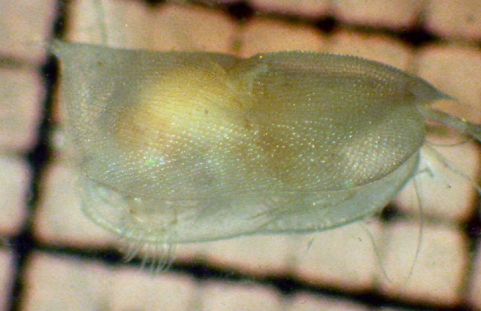 Conchoecissa ametra Conchoecissa ametra