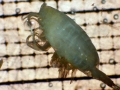 Cornucalanus chelifer