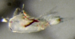 Copepoda